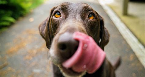 cachorro pode comer mandioca - carrocinha de cachorro